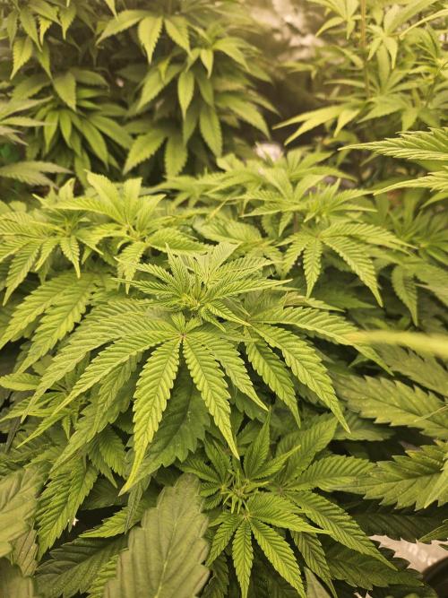 Velvet Kir Royal - HnnyHmp - Winter Grow. Week 7