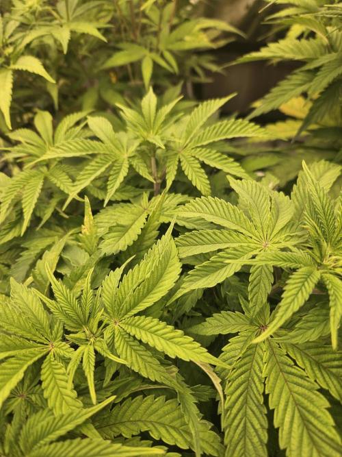 Velvet Kir Royal - HnnyHmp - Winter Grow. Week 7