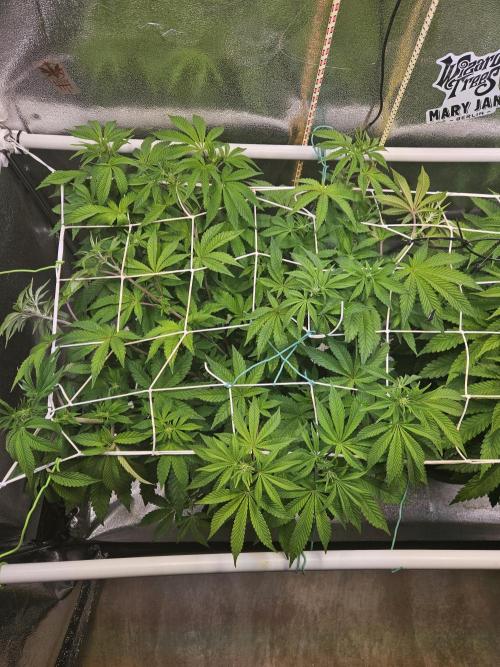 Velvet Kir Royal - HnnyHmp - Winter Grow. Week 7