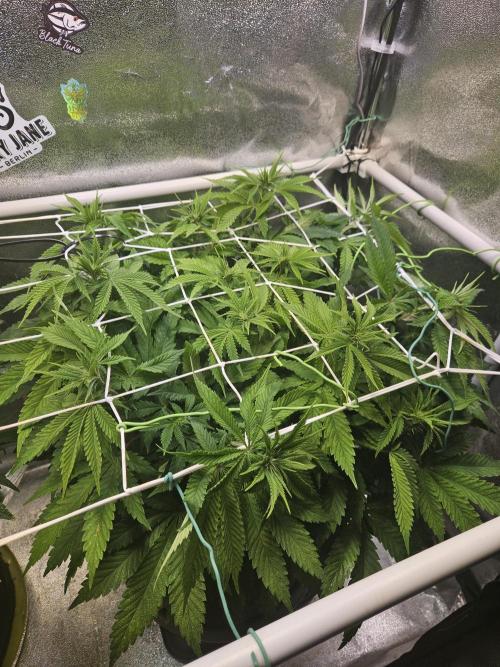 Velvet Kir Royal - HnnyHmp - Winter Grow. Week 7