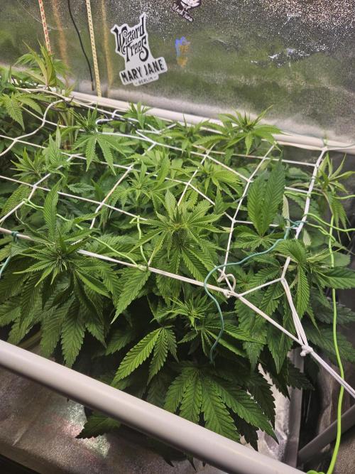 Velvet Kir Royal - HnnyHmp - Winter Grow. Week 7