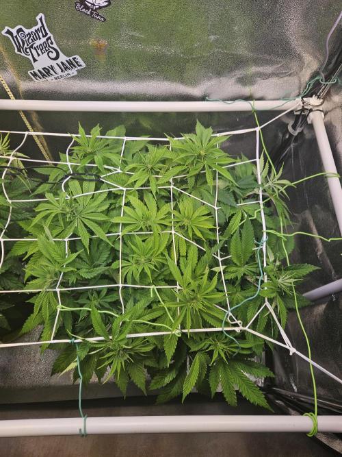 Velvet Kir Royal - HnnyHmp - Winter Grow. Week 7