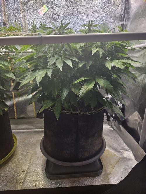 Velvet Kir Royal - HnnyHmp - Winter Grow. Week 7