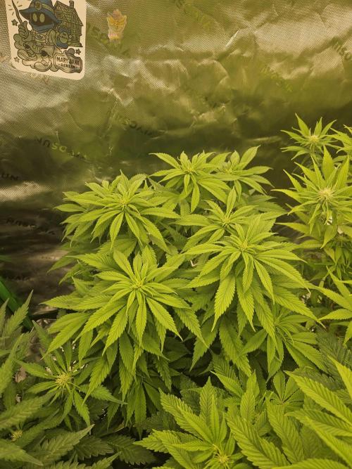Cherry Dream - Kannabia - Winter Grow. Week 8