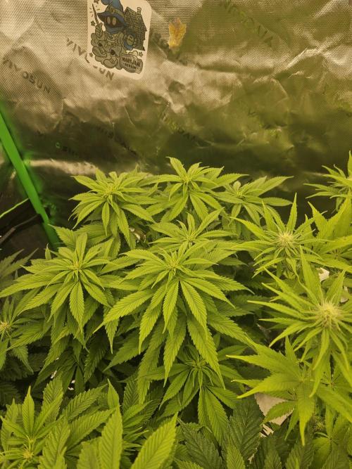 Cherry Dream - Kannabia - Winter Grow. Week 8