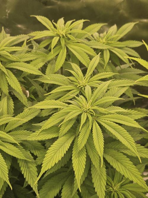 Cherry Dream - Kannabia - Winter Grow. Week 8