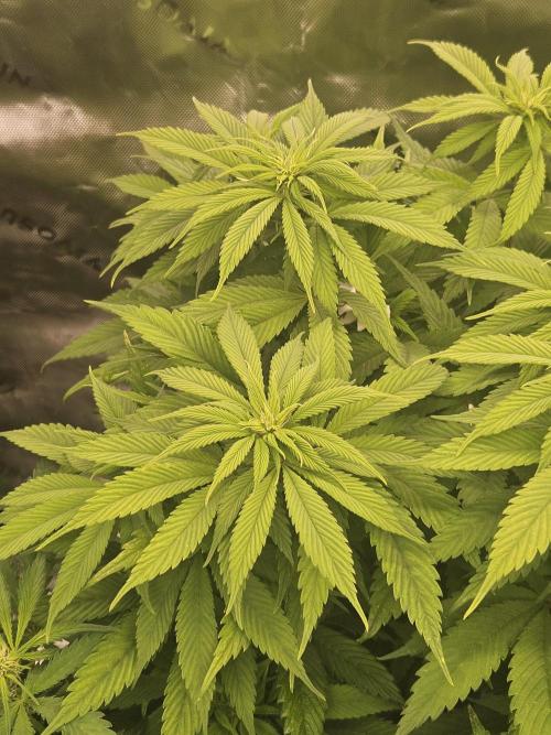 Cherry Dream - Kannabia - Winter Grow. Week 8