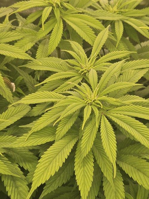 Cherry Dream - Kannabia - Winter Grow. Week 8