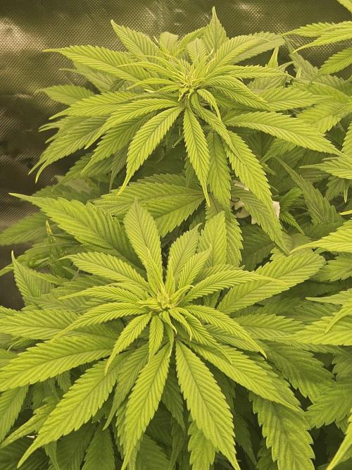 Cherry Dream - Kannabia - Winter Grow. Week 8