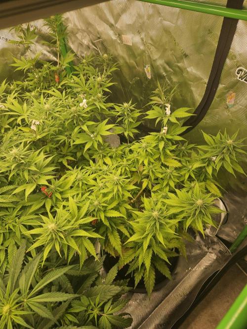 Hellfire OG - Kannabia - Winter Grow. Week 8