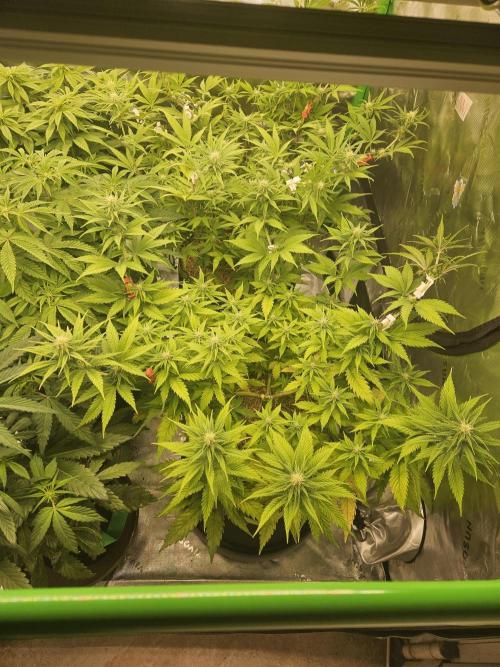 Hellfire OG - Kannabia - Winter Grow. Week 8