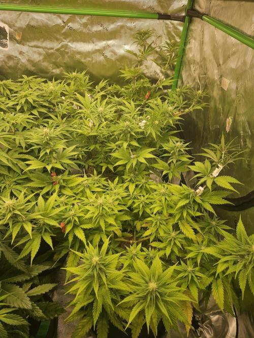 Hellfire OG - Kannabia - Winter Grow. Week 8