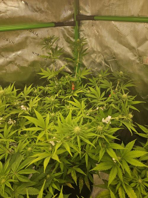 Hellfire OG - Kannabia - Winter Grow. Week 8