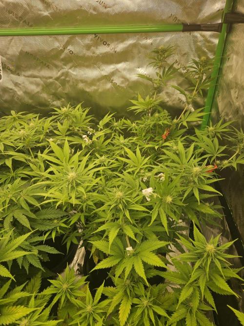 Hellfire OG - Kannabia - Winter Grow. Week 8