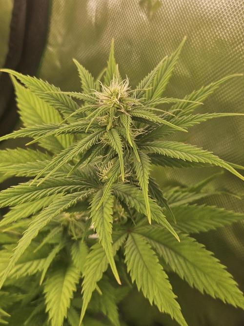 Hellfire OG - Kannabia - Winter Grow. Week 8