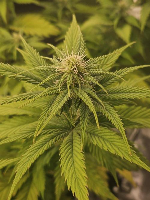 Hellfire OG - Kannabia - Winter Grow. Week 8