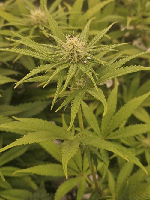 Hellfire OG - Kannabia - Winter Grow. Week 8