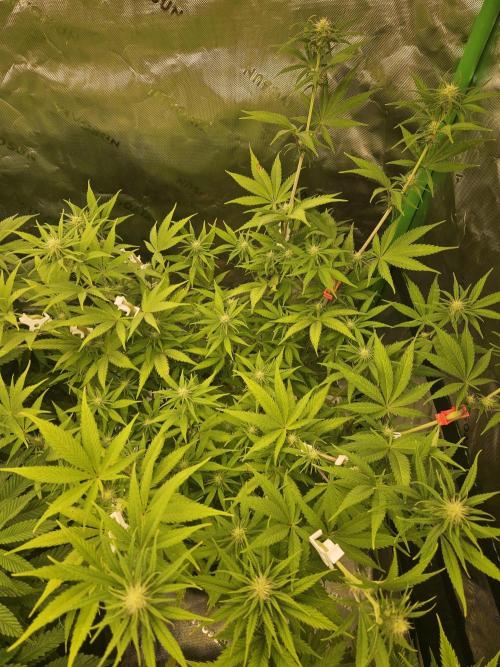 Hellfire OG - Kannabia - Winter Grow. Week 8