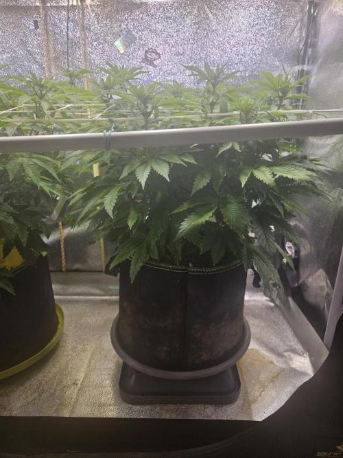 Velvet Kir Royal - HnnyHmp - Winter Grow. Week 8