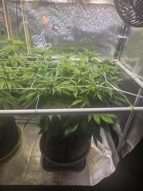 Velvet Kir Royal - HnnyHmp - Winter Grow. Week 8