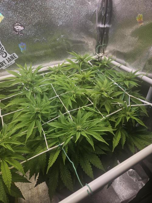Velvet Kir Royal - HnnyHmp - Winter Grow. Week 8