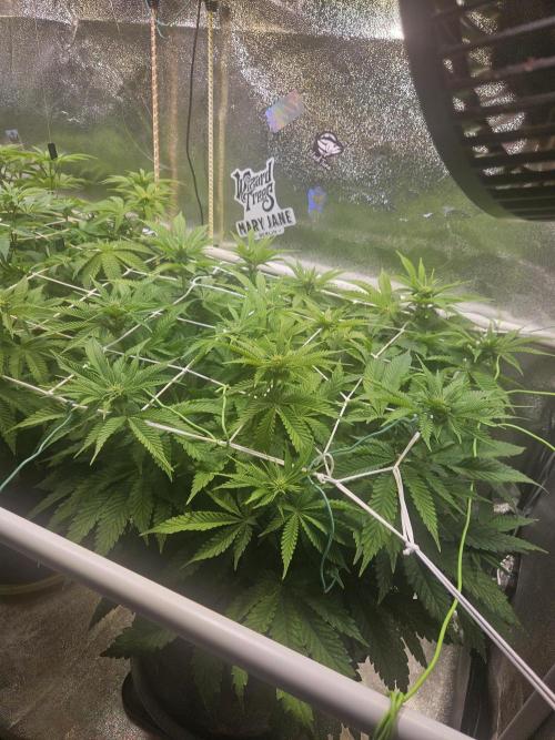 Velvet Kir Royal - HnnyHmp - Winter Grow. Week 8