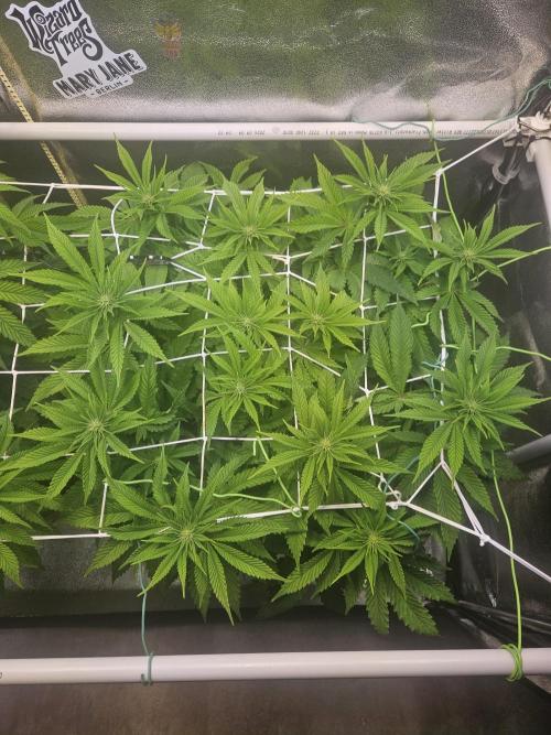 Velvet Kir Royal - HnnyHmp - Winter Grow. Week 8