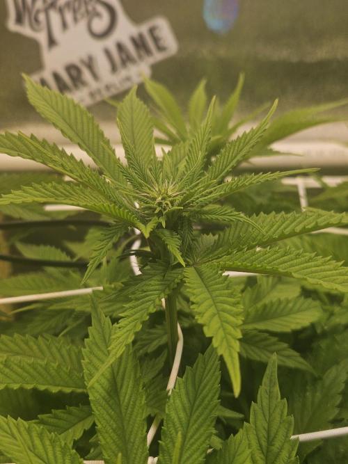 Velvet Kir Royal - HnnyHmp - Winter Grow. Week 8