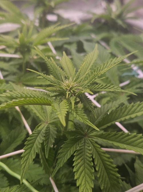 Velvet Kir Royal - HnnyHmp - Winter Grow. Week 8