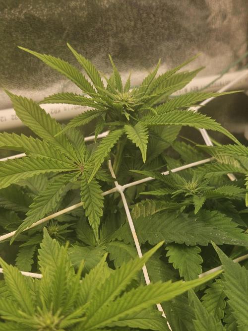 Velvet Kir Royal - HnnyHmp - Winter Grow. Week 8
