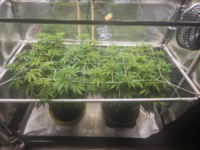 Velvet Kir Royal - HnnyHmp - Winter Grow. Week 8