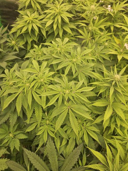 Velvet Kir Royal - HnnyHmp - Winter Grow. Week 8