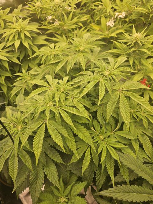 Velvet Kir Royal - HnnyHmp - Winter Grow. Week 8