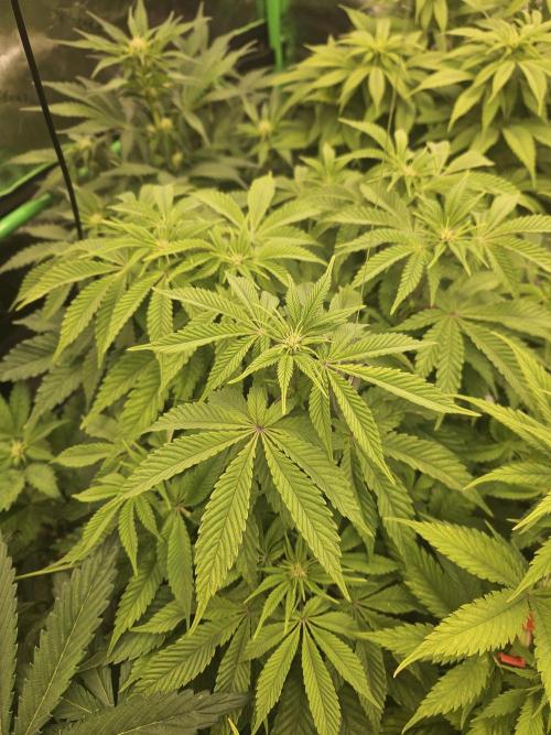 Velvet Kir Royal - HnnyHmp - Winter Grow. Week 8