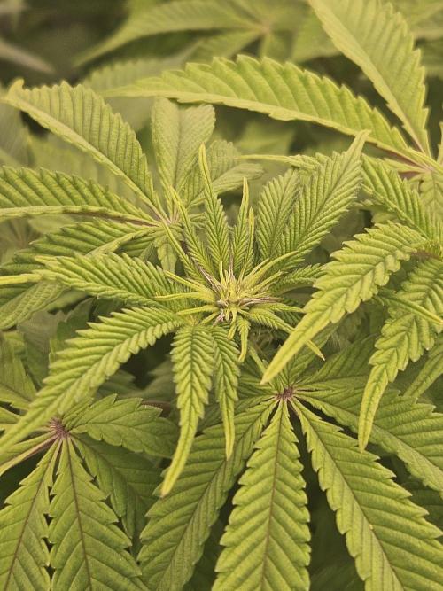 Velvet Kir Royal - HnnyHmp - Winter Grow. Week 8