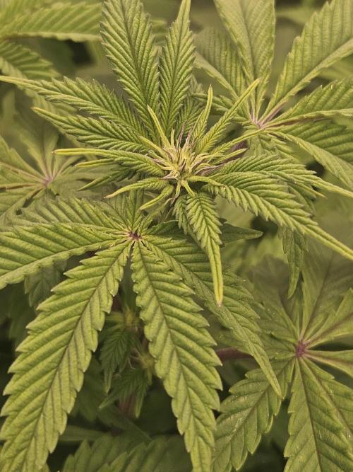 Velvet Kir Royal - HnnyHmp - Winter Grow. Week 8