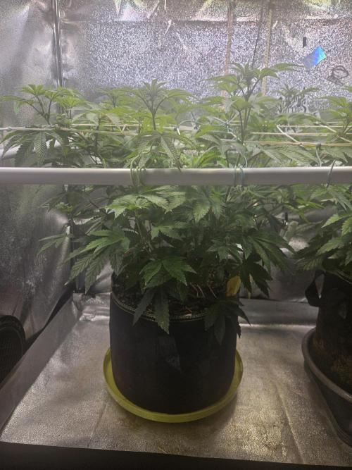 Honeycomp Pave - Compound - Winter Grow. Week 8
