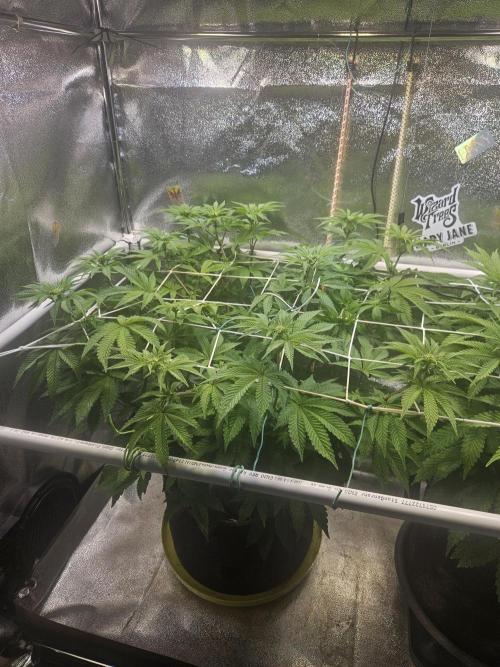 Honeycomp Pave - Compound - Winter Grow. Week 8