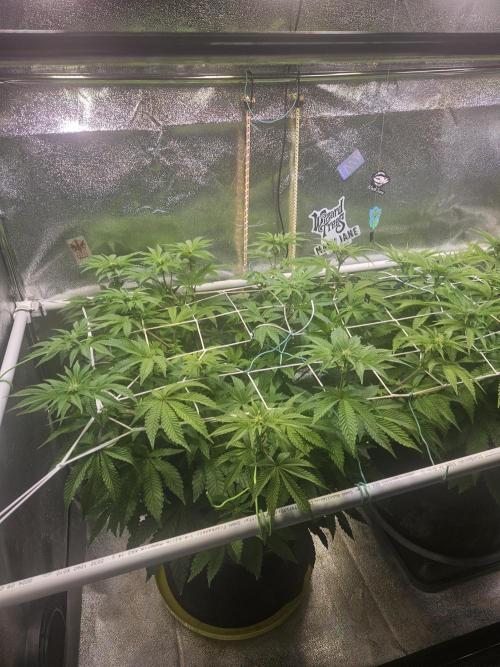 Honeycomp Pave - Compound - Winter Grow. Week 8