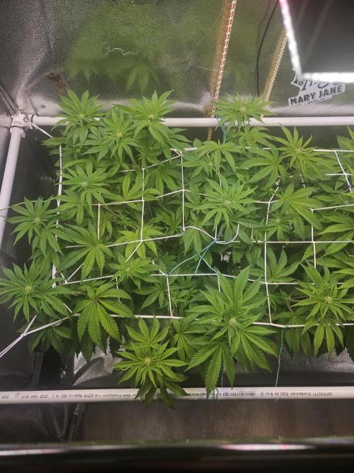 Honeycomp Pave - Compound - Winter Grow. Week 8