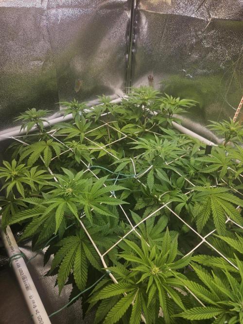 Honeycomp Pave - Compound - Winter Grow. Week 8