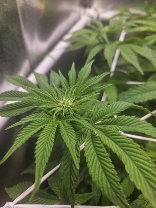 Honeycomp Pave - Compound - Winter Grow. Week 8
