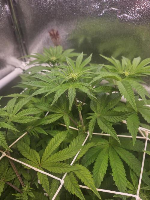 Honeycomp Pave - Compound - Winter Grow. Week 8