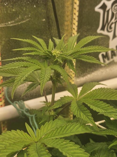 Honeycomp Pave - Compound - Winter Grow. Week 8