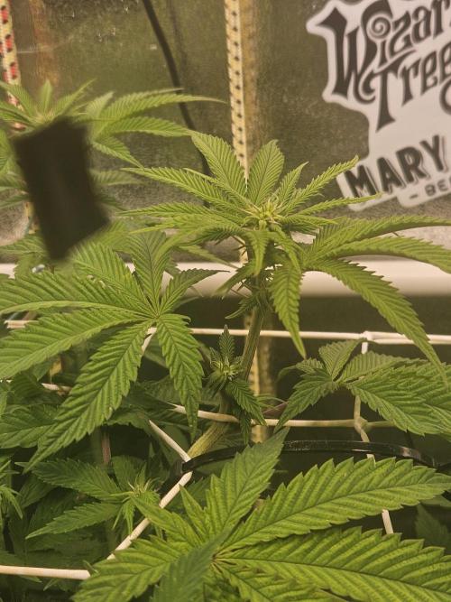 Honeycomp Pave - Compound - Winter Grow. Week 8