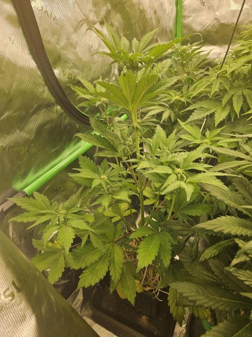 White Cheese Auto Winter grow. Week 5
