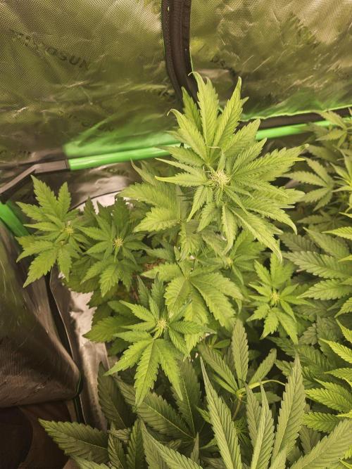 White Cheese Auto Winter grow. Week 5