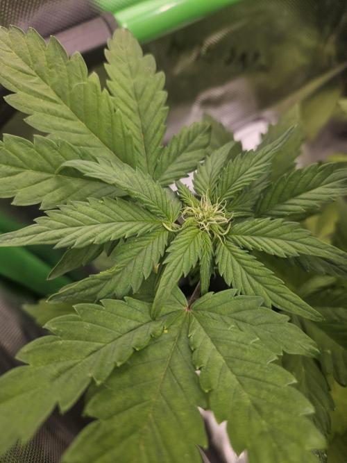 White Cheese Auto Winter grow. Week 5