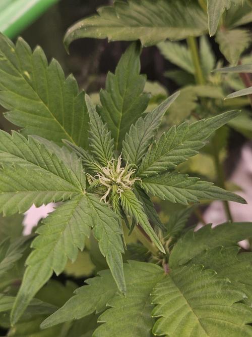 White Cheese Auto Winter grow. Week 5