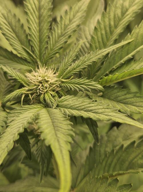 White Cheese Auto. Week 5